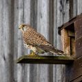 Turmfalke (Falco tinnunculus) Weibchen