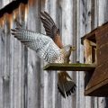 Turmfalke (Falco tinnunculus) Männchen landet am Nistkasten