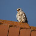 Turmfalke (Falco tinnunculus) Männchen
