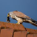 Turmfalke (Falco tinnunculus) Männchen
