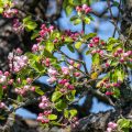 Apfelbaumblüten