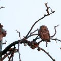 Steinkauz (Athene noctua)