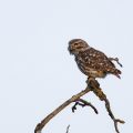 Steinkauz (Athene noctua)