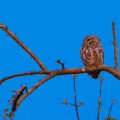 Steinkauz (Athene noctua)