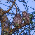 Steinkäuze (Athene noctua)