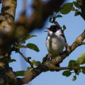 Halsbandschnäpper (Ficedula albicollis) Männchen