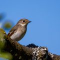 Halsbandschnäpper (Ficedula albicollis) Weibchen