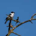 Halsbandschnäpper (Ficedula albicollis) Männchen