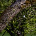 Halsbandschnäpper (Ficedula albicollis) Männchen
