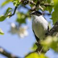 Halsbandschnäpper (Ficedula albicollis) Männchen