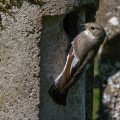 Halsbandschnäpper (Ficedula albicollis) Weibchen