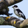 Halsbandschnäpper (Ficedula albicollis) Männchen