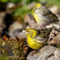 Girlitz (Serinus serinus)