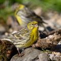 Girlitz (Serinus serinus)