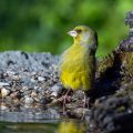 Grünfink (Carduelis chloris)