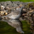 Mönchsgrasmücke (Sylvia atricapilla) Weibchen