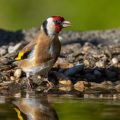 Stieglitz (Carduelis carduelis)