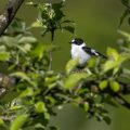 Halsbandschnäpper (Ficedula albicollis) Männchen
