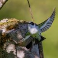 Halsbandschnäpper (Ficedula albicollis) Männchen