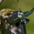 Halsbandschnäpper (Ficedula albicollis) Männchen