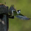 Halsbandschnäpper (Ficedula albicollis) Männchen