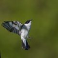 Halsbandschnäpper (Ficedula albicollis) Männchen
