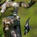 Halsbandschnäpper (Ficedula albicollis) Männchenund Weibchen
