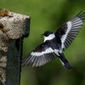 Halsbandschnäpper (Ficedula albicollis) Männchen