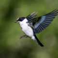 Halsbandschnäpper (Ficedula albicollis) Männchen