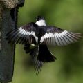 Halsbandschnäpper (Ficedula albicollis) Männchenund Weibchen