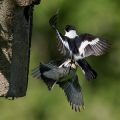 Halsbandschnäpper (Ficedula albicollis) Männchenund Weibchen