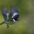 Halsbandschnäpper (Ficedula albicollis) Männchen