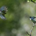 Halsbandschnäpper (Ficedula albicollis) Männchenund Weibchen