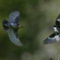 Halsbandschnäpper (Ficedula albicollis) Männchenund Weibchen