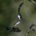 Halsbandschnäpper (Ficedula albicollis) Männchenund Weibchen