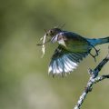 Halsbandschnäpper (Ficedula albicollis) Weibchen