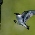 Halsbandschnäpper (Ficedula albicollis) Männchen
