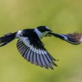 Halsbandschnäpper (Ficedula albicollis) Männchen