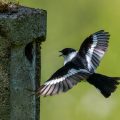 Halsbandschnäpper (Ficedula albicollis) Männchen