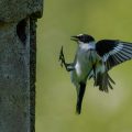 Halsbandschnäpper (Ficedula albicollis) Männchen