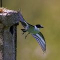 Halsbandschnäpper (Ficedula albicollis) Männchen