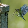 Halsbandschnäpper (Ficedula albicollis) Weibchen