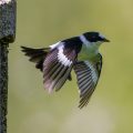 Halsbandschnäpper (Ficedula albicollis) Männchen
