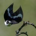 Halsbandschnäpper (Ficedula albicollis) Männchen