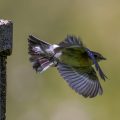 Halsbandschnäpper (Ficedula albicollis) Weibchen