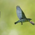 Halsbandschnäpper (Ficedula albicollis) Weibchen
