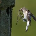 Halsbandschnäpper (Ficedula albicollis) Weibchen