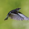 Halsbandschnäpper (Ficedula albicollis) Weibchen