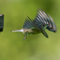Halsbandschnäpper (Ficedula albicollis) Weibchen