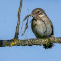 Halsbandschnäpper (Ficedula albicollis) Weibchen